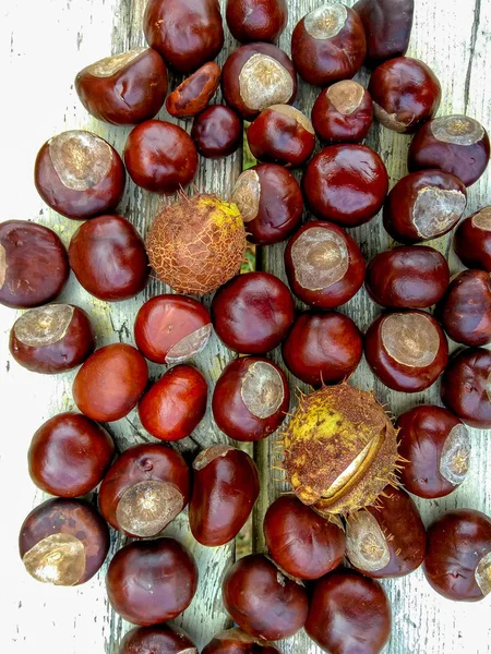 Ripe chestnuts in autumn, outdoor shoot, top view — Stock Photo, Image