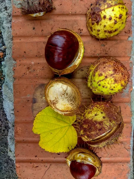 Ripe chestnuts in autumn, outdoor shoot, top view — Stock Photo, Image