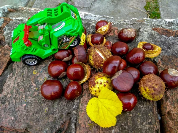 Ripe chestnuts in autumn, outdoor shoot, top view — Stock Photo, Image