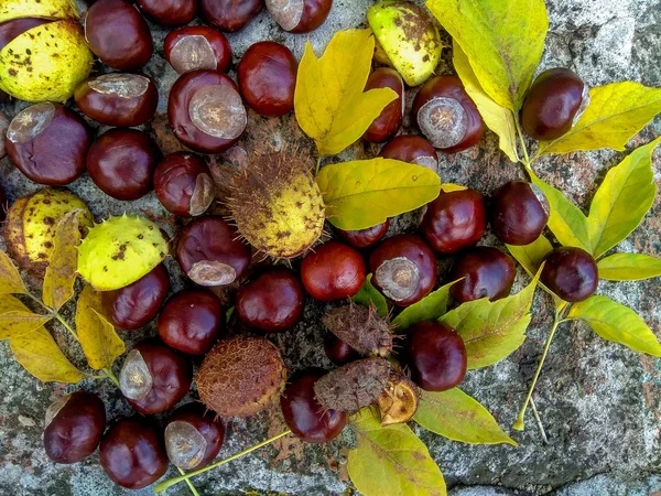 Ripe chestnuts in autumn, outdoor shoot, top view — Stock Photo, Image