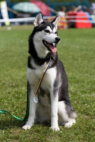 Retrato de hembra siberiana husky en exposición de perros — Foto de Stock