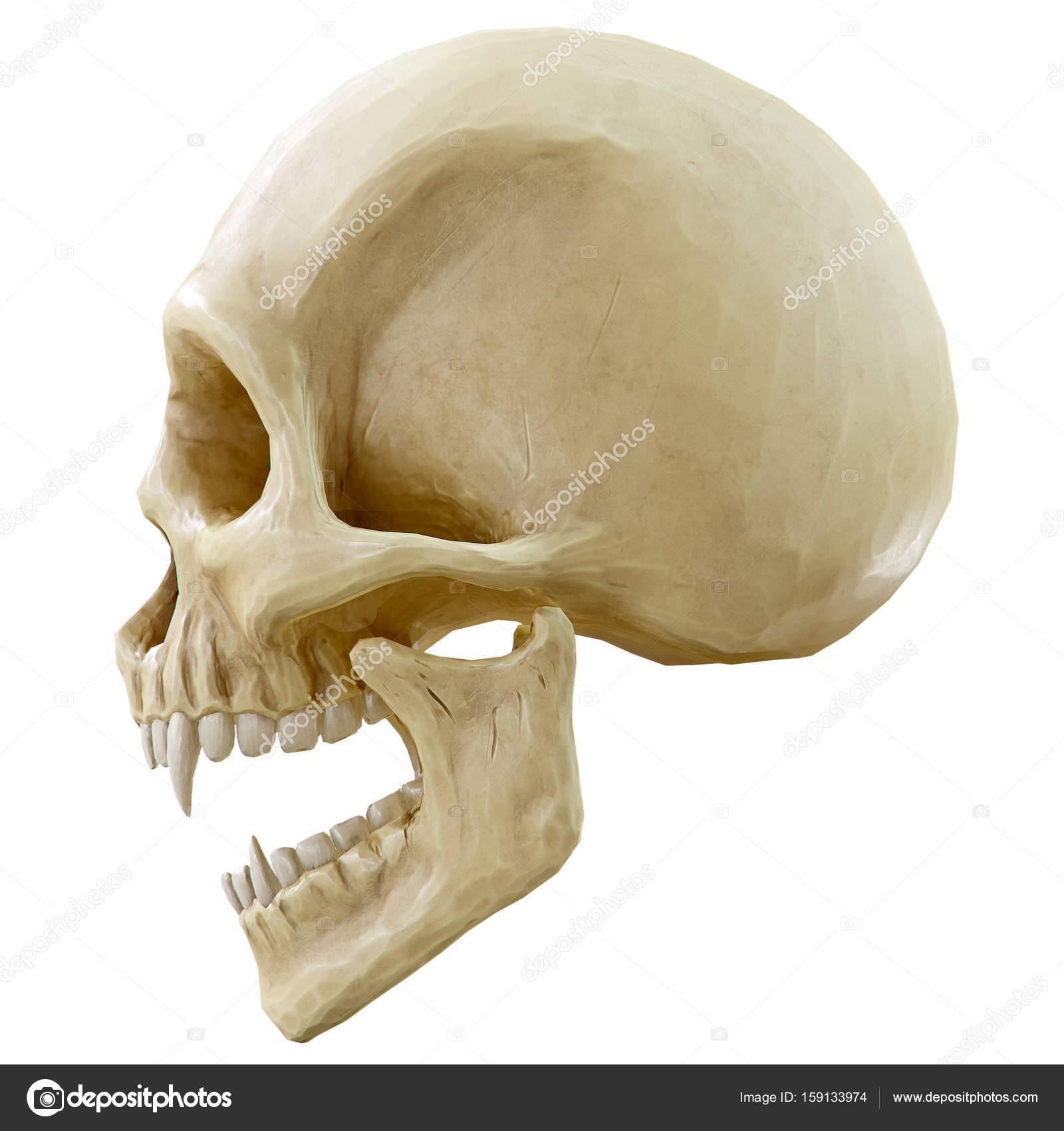 The vampire skull isolated Stock Photo by ©dimdimich 159133974