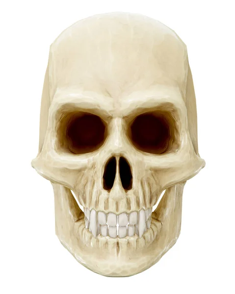 The vampire skull isolated — Stock Photo, Image