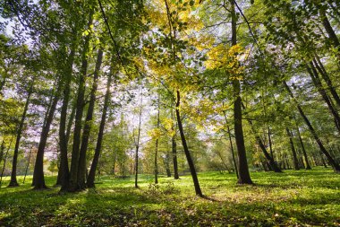 Parkta güzel, sonbahar sahne. 