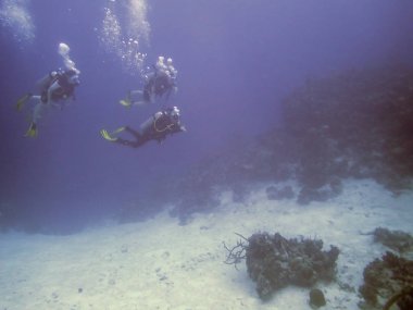 Tüplü dalgıçlar, mercan