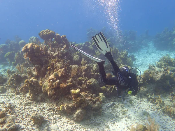 Scuba Diver Coral Reef — Stock Photo, Image