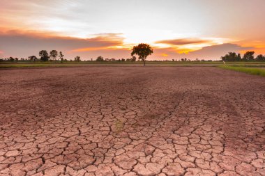 Toprak, küresel ısınma ve El Nio 'nun kuraklığı yüzünden çatladı..