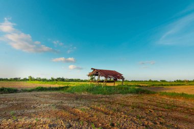 Toprak, küresel ısınma ve El Nio 'nun kuraklığı yüzünden çatladı..