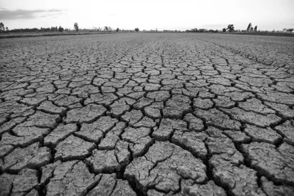 Black and white images, parched land due to drought