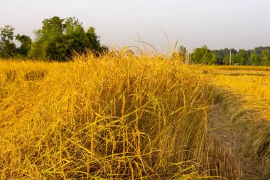 Her yıl Kasım ayında Güneydoğu Asya, Tayland, Myanmar, Laos, Kamboçya, Vietnam, Filipinler, Endonezya, Malezya, geniş bir alanda altın pirinç tarlaları hasat edilmeyi bekliyor..
