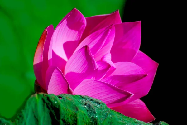 Розовые Цветы Лотоса Цветущие Свете Яркого Утреннего Солнца — стоковое фото