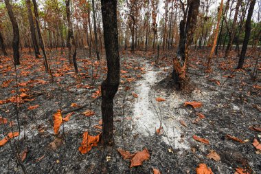 Yangından sonra, karışık yaprak döken orman, Güneydoğu Asya 'da dipterocarp ormanları oluşmaya başladı. Yazın orman yangınlarında yanmaya başladı.