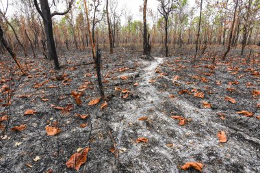 Güneydoğu Asya 'daki Karışık Yapraklı Dipterocarp Ormanı yazın orman yangınlarıyla yandı