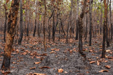 Güneydoğu Asya 'daki Karışık Yapraklı Dipterocarp Ormanı yazın orman yangınlarıyla yandı
