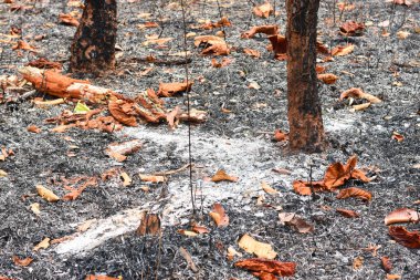 Güneydoğu Asya ve Alacakaranlık 'ta su eksikliği nedeniyle kurak ve kurumuş olan ülke küresel ısınma El Nio fenomeninin etkisi