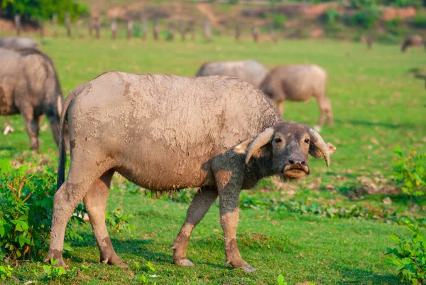 Thai Buffalo Looking Food Dry Meadow Economic Animals Agricultural Labor — Stock Photo, Image