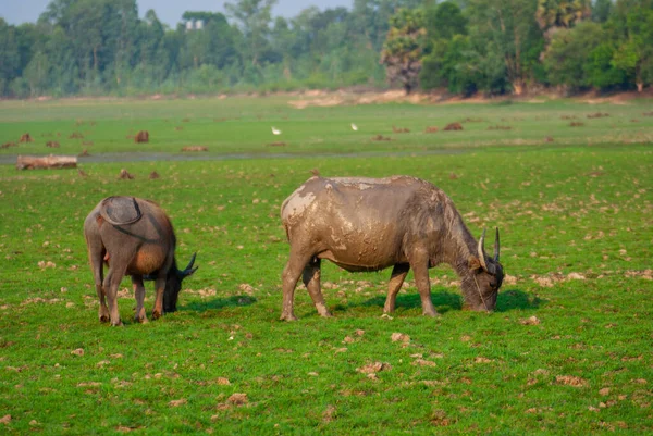 Thai Buffalo Looking Food Dry Meadow Economic Animals Agricultural Labor — Stock Photo, Image