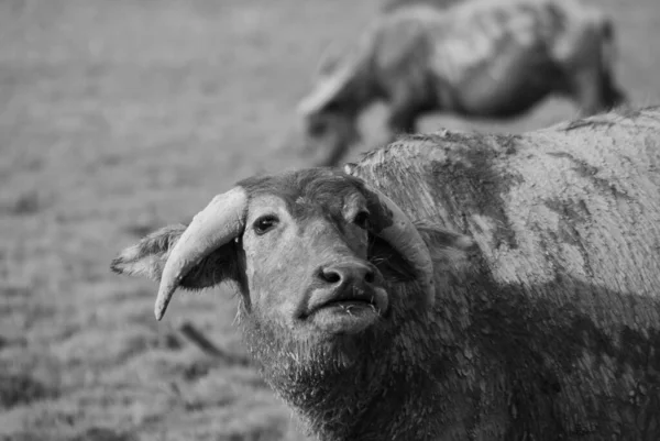 Thaise Buffels Zijn Zoek Naar Voedsel Droge Weide Economische Dieren — Stockfoto
