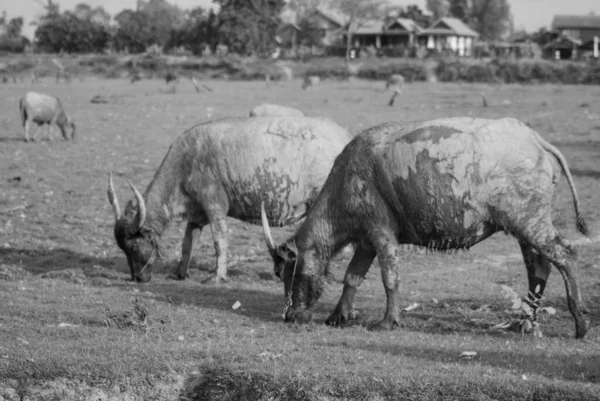 タイの水牛は乾燥した牧草地で食べ物を探しています 東南アジア ビルマ ベトナム カンボジア インド マレーシア インドネシア フィリピンの経済動物と農業労働 — ストック写真