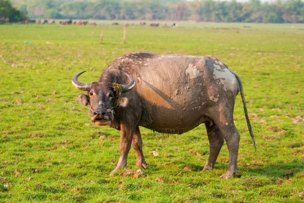 Thai Buffalo Looking Food Dry Meadow Economic Animals Agricultural Labor — Stock Photo, Image