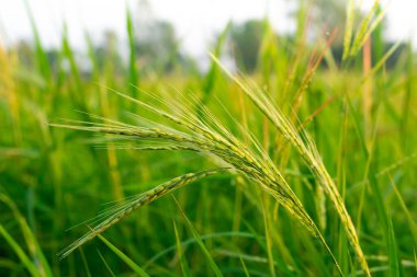 Pirinç yapraklı çeltik otları ve pirinç tohumlarına benzer tohumlar. Güneydoğu Asya 'da tropikal sulak arazi pirinç tarlalarında yaygın bir ottur.