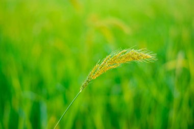 Pirinç yapraklı çeltik otları ve pirinç tohumlarına benzer tohumlar. Güneydoğu Asya 'da tropikal sulak arazi pirinç tarlalarında yaygın bir ottur.