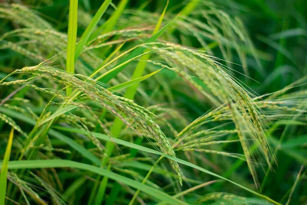 Weeds of rice paddies with stems Leaves and seeds similar to rice. Is a weed that prevalent in tropical wetland rice fields Southeast asia