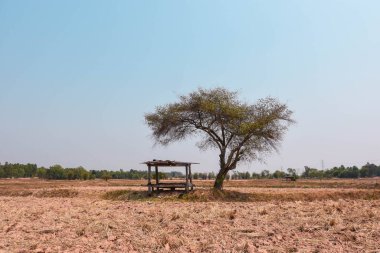 Tarlalardaki solmuş pirinç kurumuş, toprak parçalanmış. Ve akşam güneşi. Küresel ısınmanın Güneydoğu Asya, Myanmar, Laos, Tayland, Kamboçya, Vietnam, Endonezya 'daki etkileri.