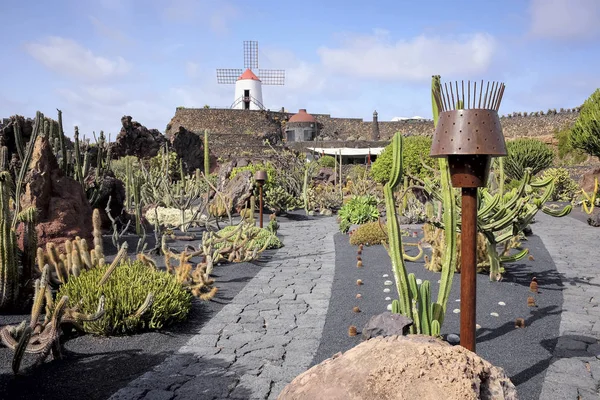 Fragment of a cactus garden on the island of Lanzarote — Stock Photo, Image