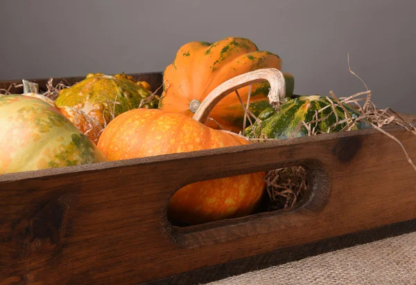 Gourds and Decorative Pumpkins in Wood Box — Stock Photo, Image