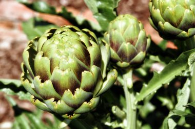 Ev yapımı enginar (Cynara scolymus), daimi yenilebilir bir devedikeni, hasat etmeye hazır.. 