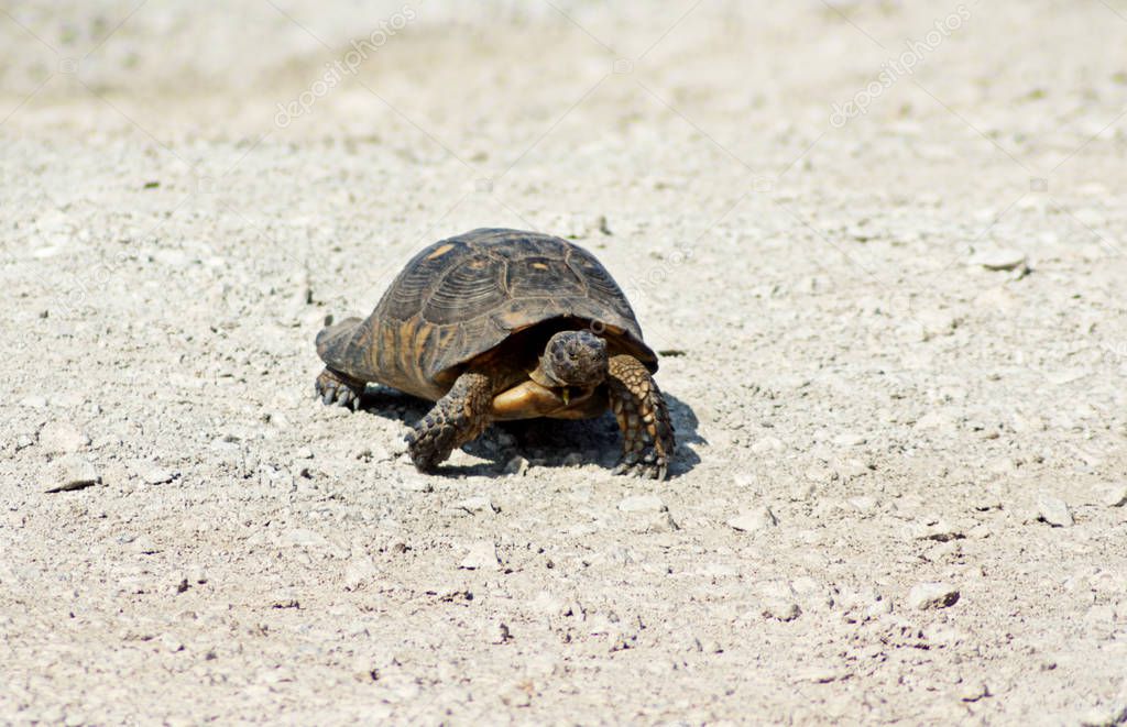 a turtle on a white gravel road