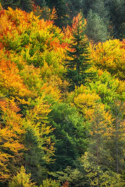 Paesaggio autunnale con alberi nella foresta — Foto Stock