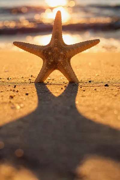 Starfish na praia ao nascer do sol — Fotografia de Stock