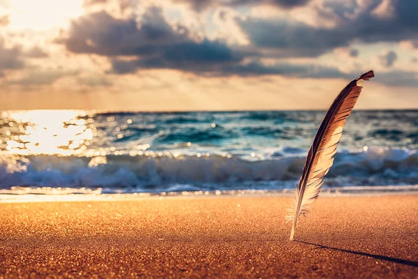 Όμορφη ανατολή του ηλίου πάνω από τη θάλασσα και Γλάρου φτερό κολλήσει σε s — Φωτογραφία Αρχείου