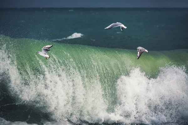 Beyaz martı denizin üzerinde süzülüyor. — Stok fotoğraf