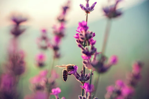 Biene auf Lavendelblüte im Feld — Stockfoto