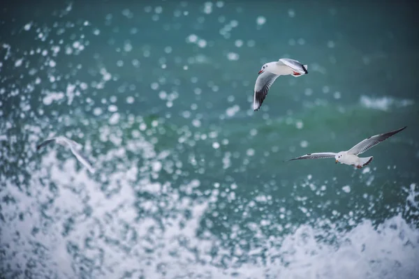 海の上に高くそびえる白いカモメ — ストック写真