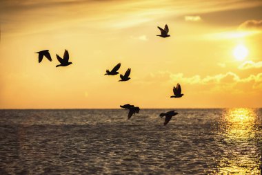 Güzel gündoğumu ve denize uçan kuşlar