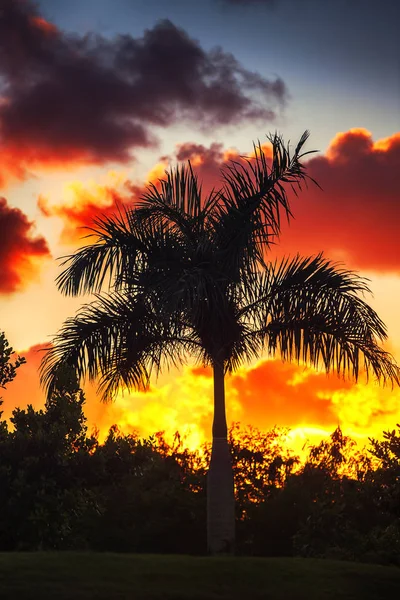 Palm tree on the background of a beautiful sunset — Stock Photo, Image