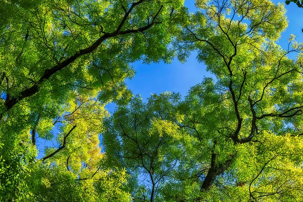 Verse groene bladeren op blauwe hemelachtergrond — Stockfoto