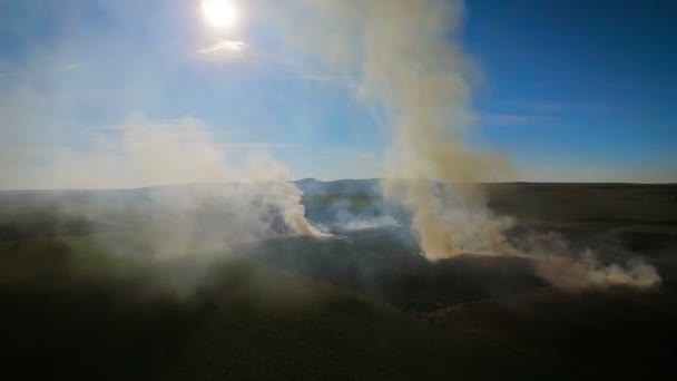 Oheň spálí strniště na pole, letecké video — Stock video