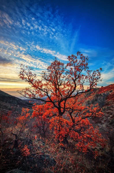 Paesaggio montano e albero autunnale — Foto Stock