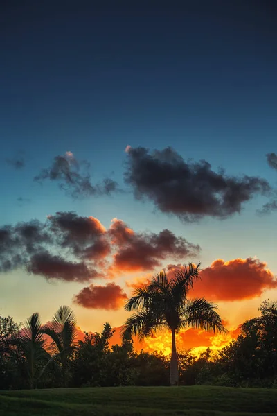 Palm trees on the background of a beautiful sunset — Stock Photo, Image