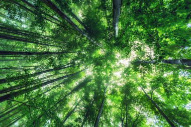 Güneşli, sisli bahar ormanlarında sabah güzel doğa