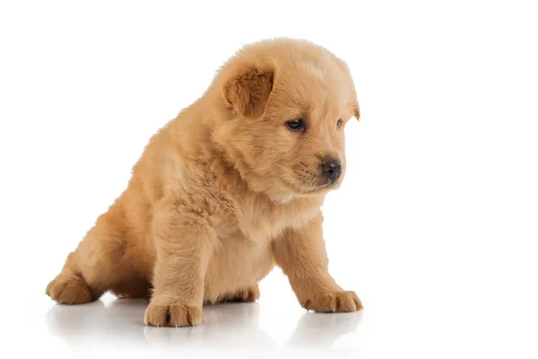 Pluizig Chow-chow puppy — Stockfoto