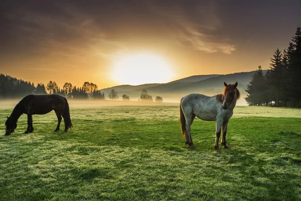 Caballos pastando en los pastos al amanecer brumoso —  Fotos de Stock