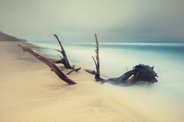 Ağaç ve deniz vintage sonbahar renkleri ile uzun pozlama
