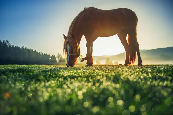 Paarden grazen op de weide bij mistige zonsopgang — Stockfoto