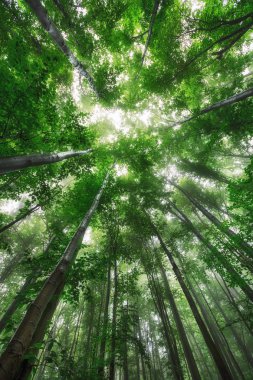 Güneşli, sisli bahar ormanlarında sabah güzel doğa